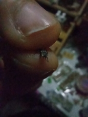 Cephalotes multispinosus