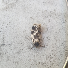 Barea confusella