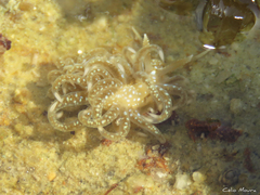 Spurilla braziliana