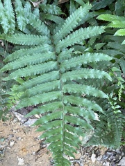 Microlepia marginata bipinnata