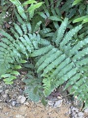 Microlepia marginata bipinnata