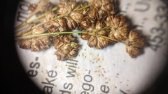 Juncus marginatus
