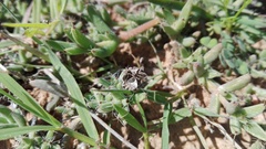 Trichodiadema barbatum