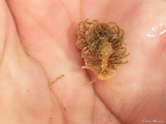 Spurilla braziliana