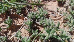 Trichodiadema barbatum