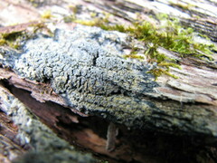 Fuscopannaria sorediata