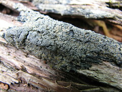 Fuscopannaria sorediata