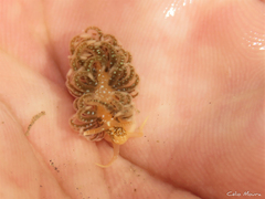 Spurilla braziliana