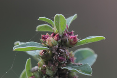 Amaranthus graecizans