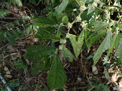 Elatostema lineolatum
