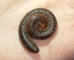 Myriapoda