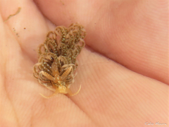 Spurilla braziliana