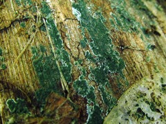 Trichoderma