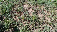 Trichodiadema barbatum