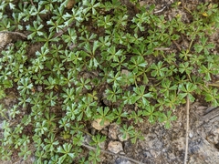 Hydrocotyle muscosa
