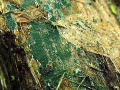 Trichoderma