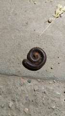 Myriapoda