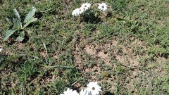 Trichodiadema barbatum