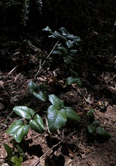 Lardizabala biternata