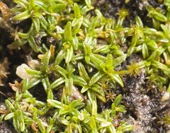 Aloina rigida
