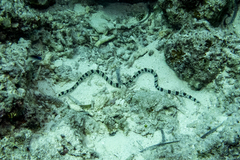 Myrichthys colubrinus