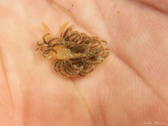 Spurilla braziliana