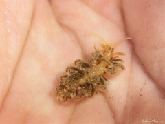 Spurilla braziliana