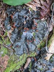 Peltigera horizontalis