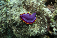 Pseudoceros ferrugineus