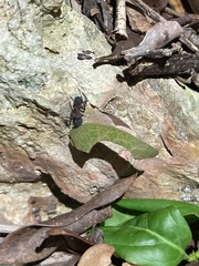 Mycetomoellerius jamaicensis