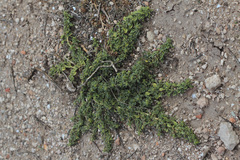 Amaranthus graecizans