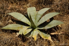 Agave pedunculifera