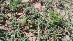 Trichodiadema barbatum