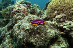 Pseudoceros ferrugineus