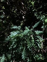 Sophora macrocarpa