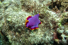 Pseudoceros ferrugineus