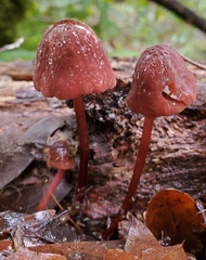Marasmius plicatulus