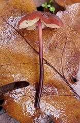 Marasmius plicatulus