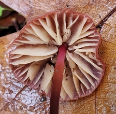 Marasmius plicatulus