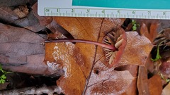 Marasmius plicatulus