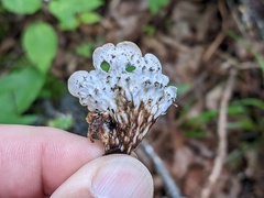 Peltigera horizontalis