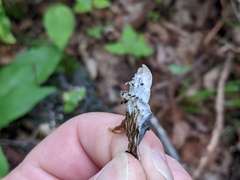 Peltigera horizontalis