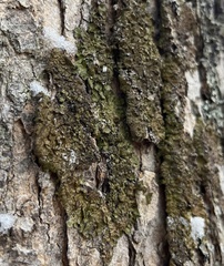 Melanelixia subaurifera