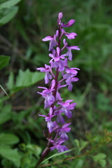 Orchis mascula laxifloriformis