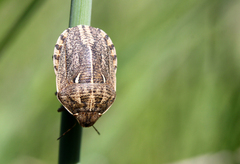 Eurygaster integriceps