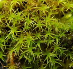 Didymodon