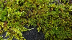 Didymodon