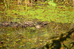 Trachemys venusta venusta