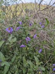 Solanum umbelliferum