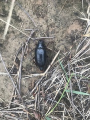 Prionus brachypterus